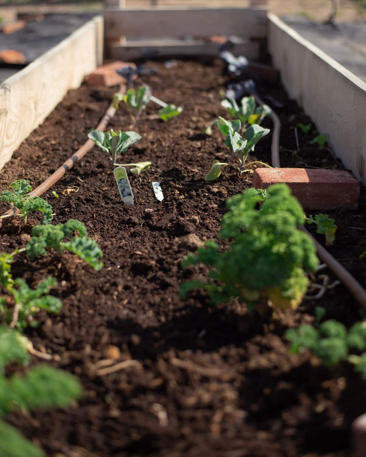 wooden garden bed plated with small kale, cabbage starts, with drip line